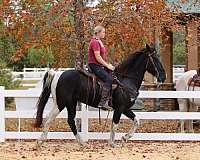 spotted-saddle-gelding