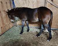 quarter-horse-colt