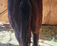 aqha-quarter-horse