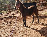 aqha-registered-quarter-horse