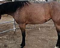 ranch-versatility-mare-yearling