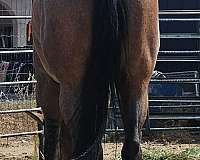 bay-aqha-mare-yearling