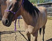 dun-aqha-mare-yearling