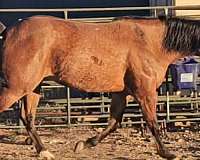 dun-aqha-mare-yearling