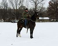 beginner-missouri-fox-trotter-horse