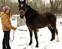 come-try-missouri-fox-trotter-horse