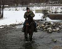 dark-bay-missouri-fox-trotter-horse