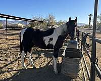 business-spotted-saddle-horse