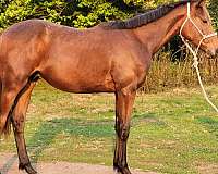 all-around-thoroughbred-horse