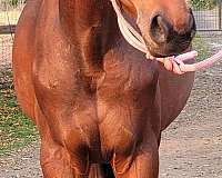 athletic-thoroughbred-horse