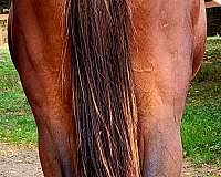 barrel-thoroughbred-horse