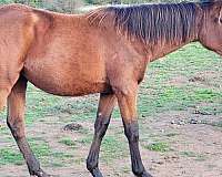 all-around-thoroughbred-horse