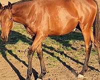 athletic-thoroughbred-horse