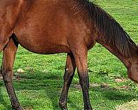 barrel-thoroughbred-horse