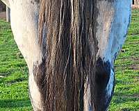 blue-roan-poa-mare