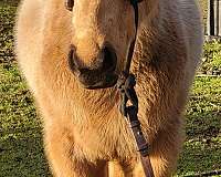 buckskin-stalli-horse