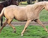 palomino-western-plea-horse