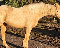 palomino-western-plea-horse