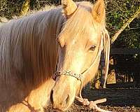 western-plea-hanoverian-horse