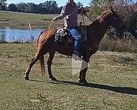 draft-horse-for-sale