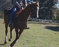 quarter-horse-gelding