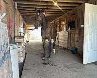 dressage-thoroughbred-horse