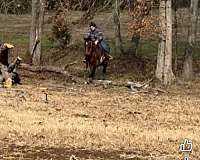 quarter-horse-for-sale