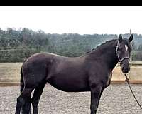 classical-pinto-horse