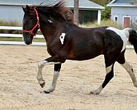 tennessee-walking-horse-for-sale