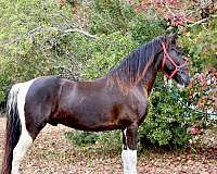 tennessee-walking-horse