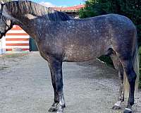 andalusian-horse