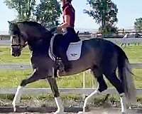 confidence-andalusian-horse