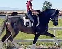 cooperative-andalusian-horse