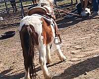 bay-tobiano-all-around-rodeo-pony