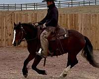 14-hand-gypsy-vanner-mare