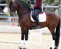 stallion-andalusian-horse