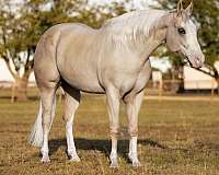 performance-quarter-horse