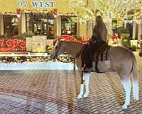 ranch-versatility-quarter-horse