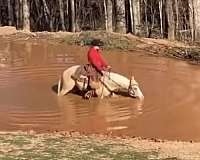 roping-quarter-horse