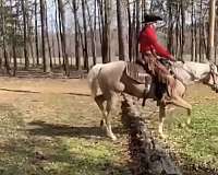 trail-riding-quarter-horse