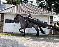 athletic-percheron-horse