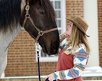 cross-percheron-horse