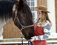 flashy-percheron-horse