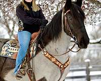 parade-percheron-horse