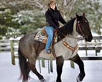 performance-percheron-horse