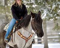 ranch-work-percheron-horse