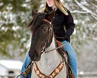 ridden-english-percheron-horse