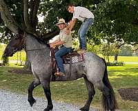 show-percheron-horse