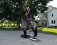 trail-riding-percheron-horse