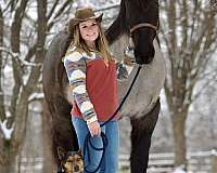 working-cattle-percheron-horse